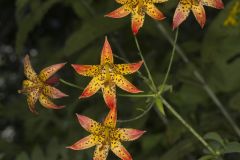 Canada Lily, Lilium canadense
