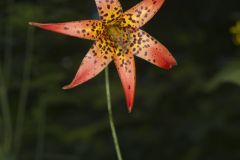 Canada Lily, Lilium canadense