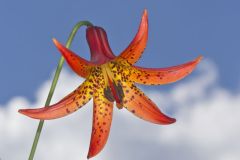 Canada Lily, Lilium canadense