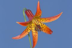 Canada Lily, Lilium canadense