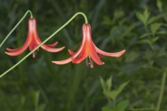 Canada Lily, Lilium canadense