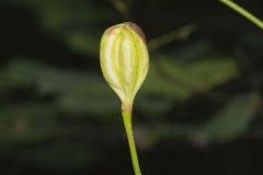 Canada Lily, Lilium canadense