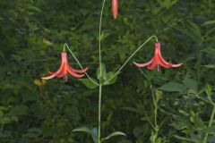 Canada Lily, Lilium canadense