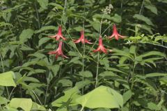 Canada Lily, Lilium canadense