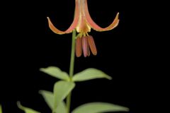 Canada Lily, Lilium canadense Canada Lily, Lilium canadense