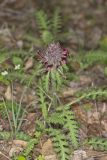 Canada Lousewort, Pedicularis canadensis