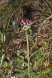 Canada Lousewort, Pedicularis canadensis