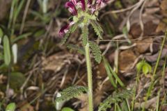 Canada Lousewort