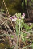 Canada Lousewort, Pedicularis canadensis