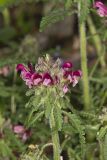 Canada Lousewort, Pedicularis canadensis
