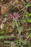 Canada Lousewort, Pedicularis canadensis