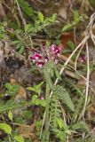 Canada Lousewort, Pedicularis canadensis