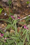 Canada Lousewort, Pedicularis canadensis