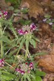 Canada Lousewort, Pedicularis canadensis