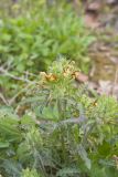 Canada Lousewort, Pedicularis canadensis