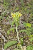 Canada Lousewort, Pedicularis canadensis