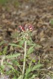 Canada Lousewort, Pedicularis canadensis