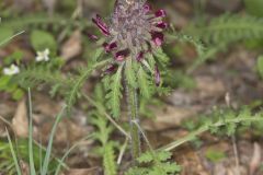Canada Lousewort, Pedicularis canadensis