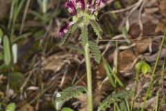 Canada Lousewort, Pedicularis canadensis Canada Lousewort, Pedicularis canadensis