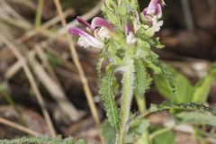 Canada Lousewort, Pedicularis canadensis