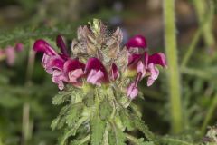 Canada Lousewort, Pedicularis canadensis