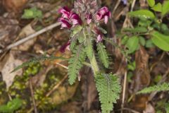 Canada Lousewort, Pedicularis canadensis