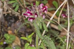 Canada Lousewort, Pedicularis canadensis