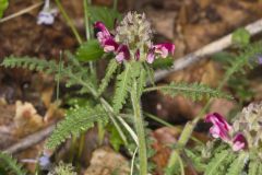 Canada Lousewort, Pedicularis canadensis