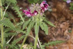 Canada Lousewort, Pedicularis canadensis