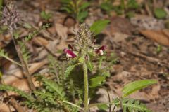 Canada Lousewort, Pedicularis canadensis