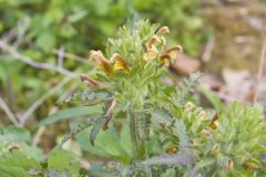 Canada Lousewort, Pedicularis canadensis