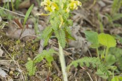Canada Lousewort, Pedicularis canadensis