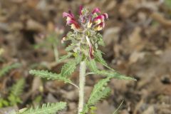Canada Lousewort, Pedicularis canadensis