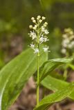 Canada Mayflower, Maianthemum canadense