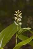 Canada Mayflower, Maianthemum canadense