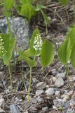 Canada Mayflower, Maianthemum canadense