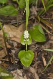 Canada Mayflower, Maianthemum canadense