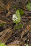 Canada Mayflower, Maianthemum canadense