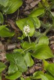 Canada Mayflower, Maianthemum canadense