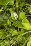Canada Mayflower, Maianthemum canadense