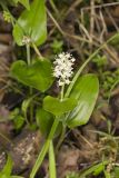 Canada Mayflower, Maianthemum canadense