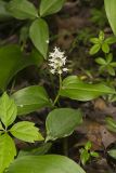 Canada Mayflower, Maianthemum canadense