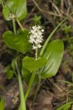 Canada Mayflower, Maianthemum canadense