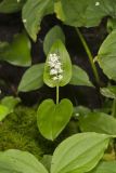 Canada Mayflower, Maianthemum canadense