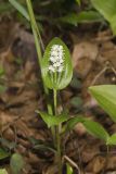 Canada Mayflower, Maianthemum canadense
