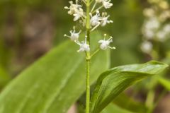 Canada Mayflower, Maianthemum canadense Canada Mayflower, Maianthemum canadense
