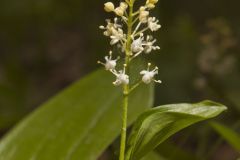 Canada Mayflower, Maianthemum canadense