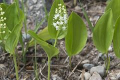 Canada Mayflower, Maianthemum canadense Canada Mayflower, Maianthemum canadense