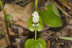 Canada Mayflower, Maianthemum canadense Canada Mayflower, Maianthemum canadense