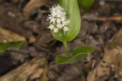 Canada Mayflower, Maianthemum canadense Canada Mayflower, Maianthemum canadense